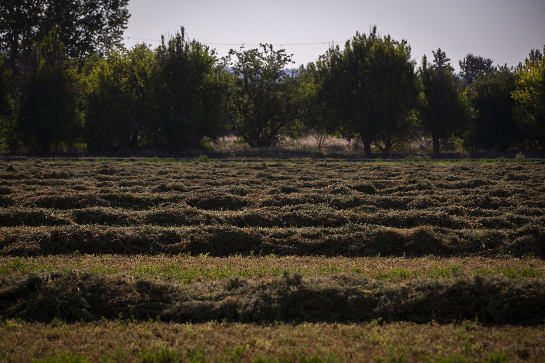 Cody Dodson - Baling Hay